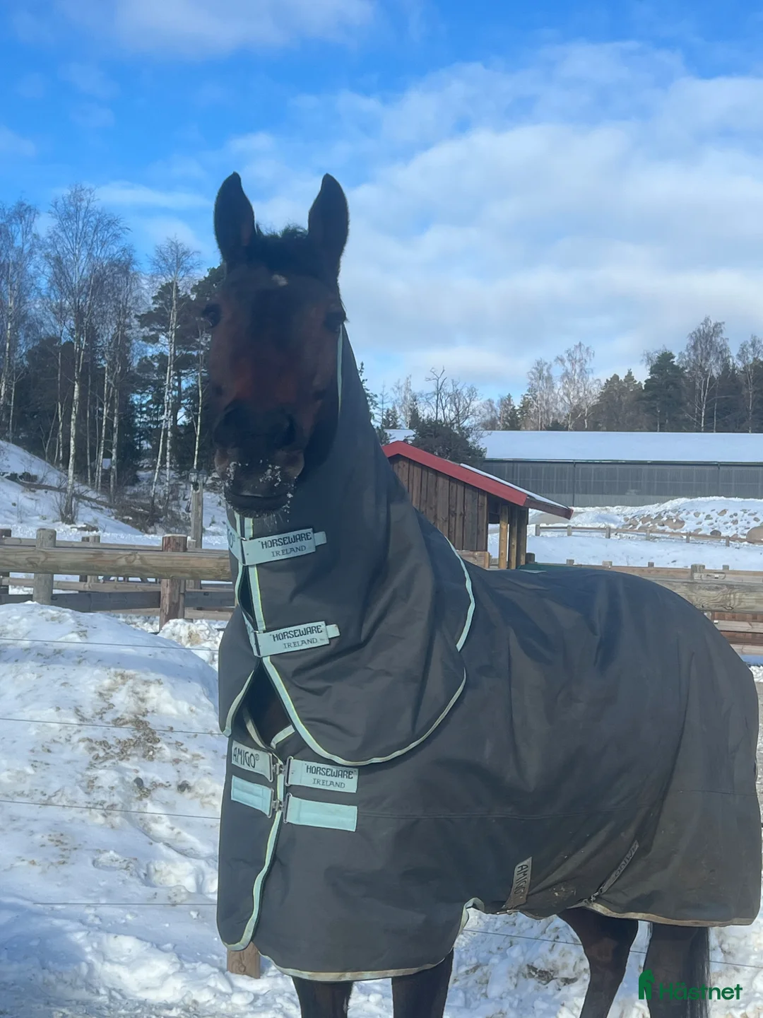 Hoppning hästar till salu: Häst med kapacitet - Annons 2