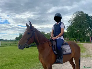 hästar Hoppglad ponny i Vadstena - Annons 14