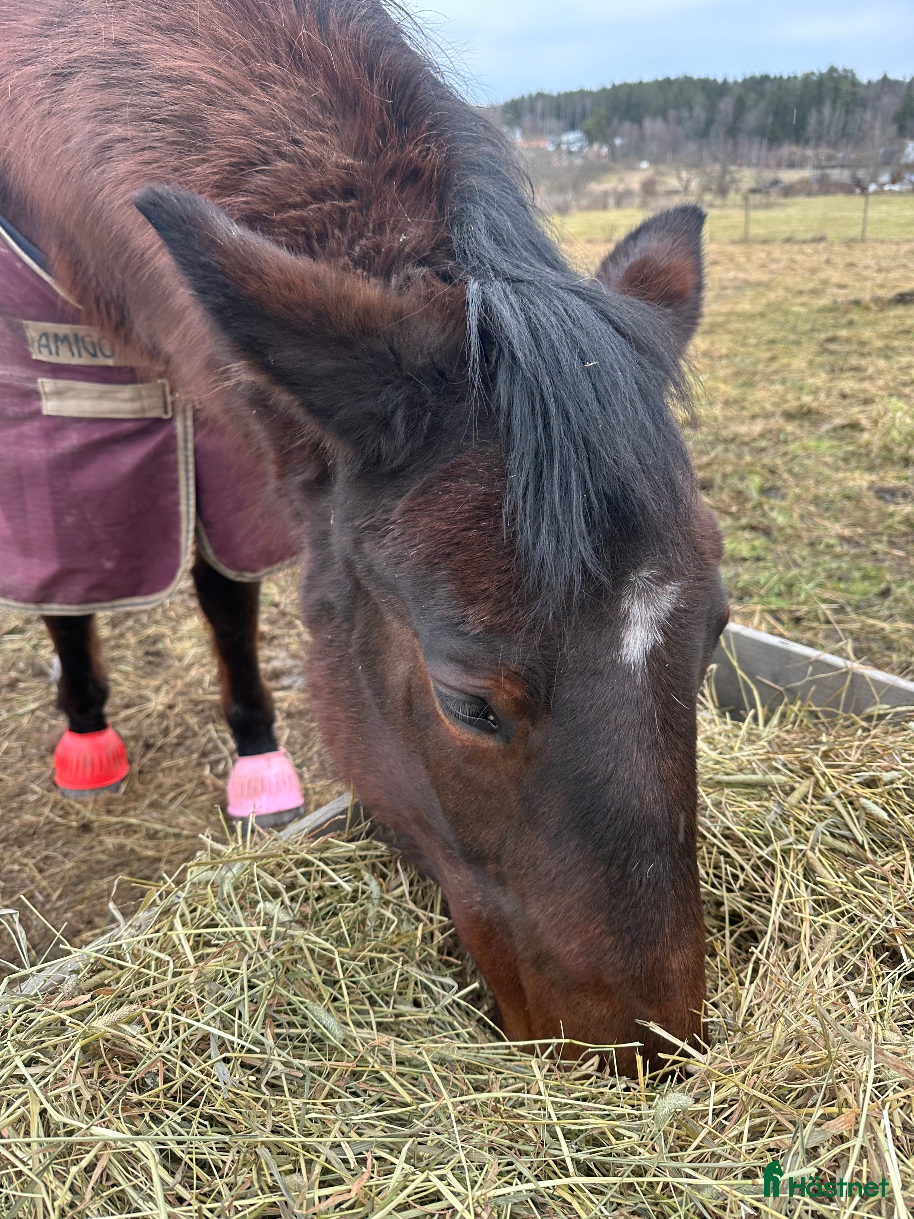  stallplats Akut lösdriftsplats finnes - Annons 10