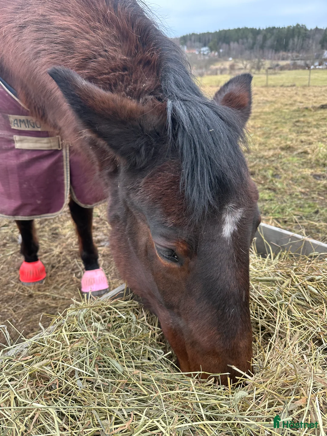  stallplats finnes: Akut lösdriftsplats finnes - Annons 1