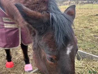 stallplats Akut lösdriftsplats finnes - Annons 12