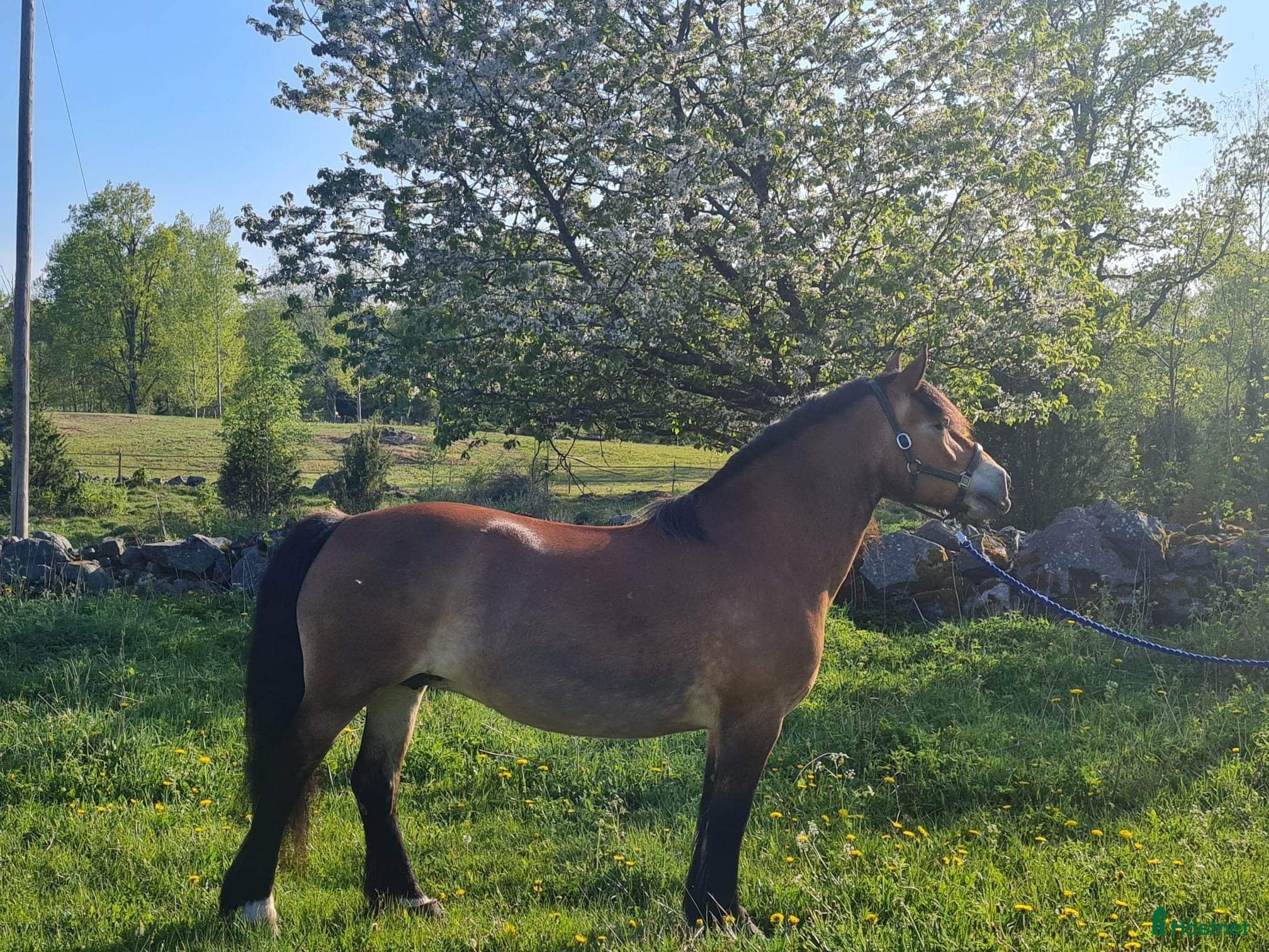  hästar Trygg och lugn dam - Annons 2