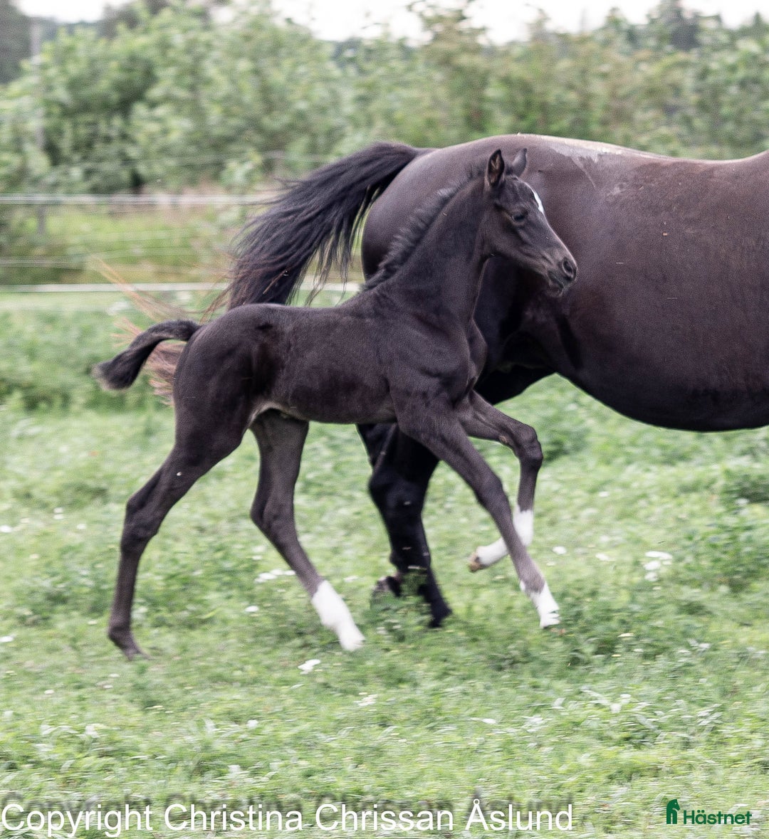 Dressyr hästar till salu: 2 hingstföl och ett stoföl dressyr i Norrtälje - Annons 11