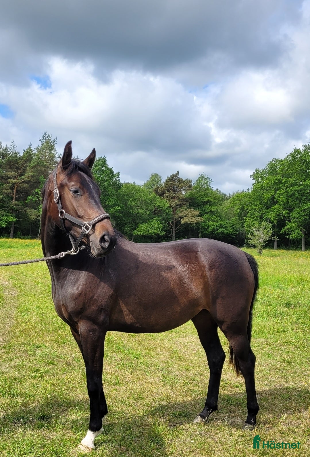  hästar Vackert sto i Hemse - Annons 21