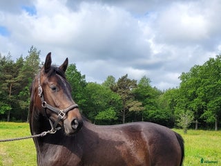 Allround hästar till salu: Vackert sto i Hemse - Annons 2
