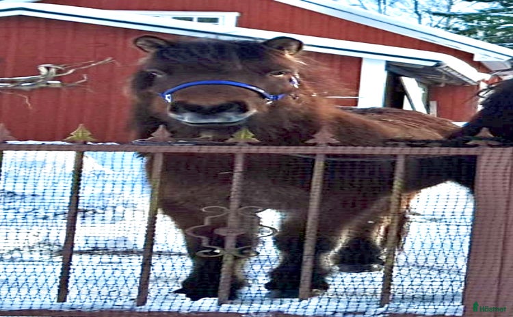  hästar Trevligt Island valack 7 år söker nytt hem i Svängsta - Annons 8