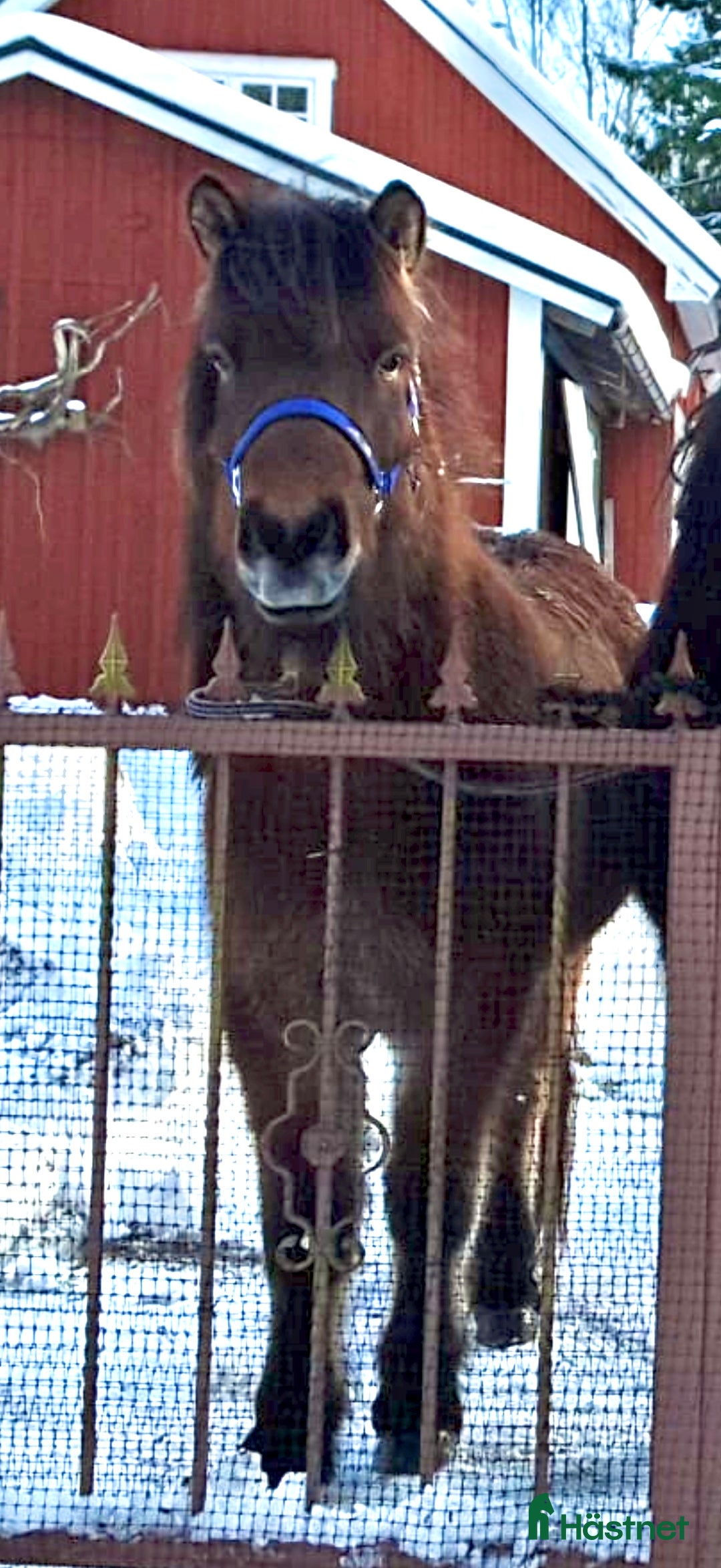 Island hästar till salu: Trevligt Island valack 7 år söker nytt hem i Svängsta - Annons 1