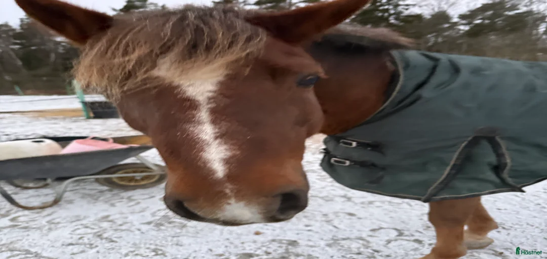 Galleribild {{count}}