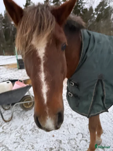 Galleribild {{count}}