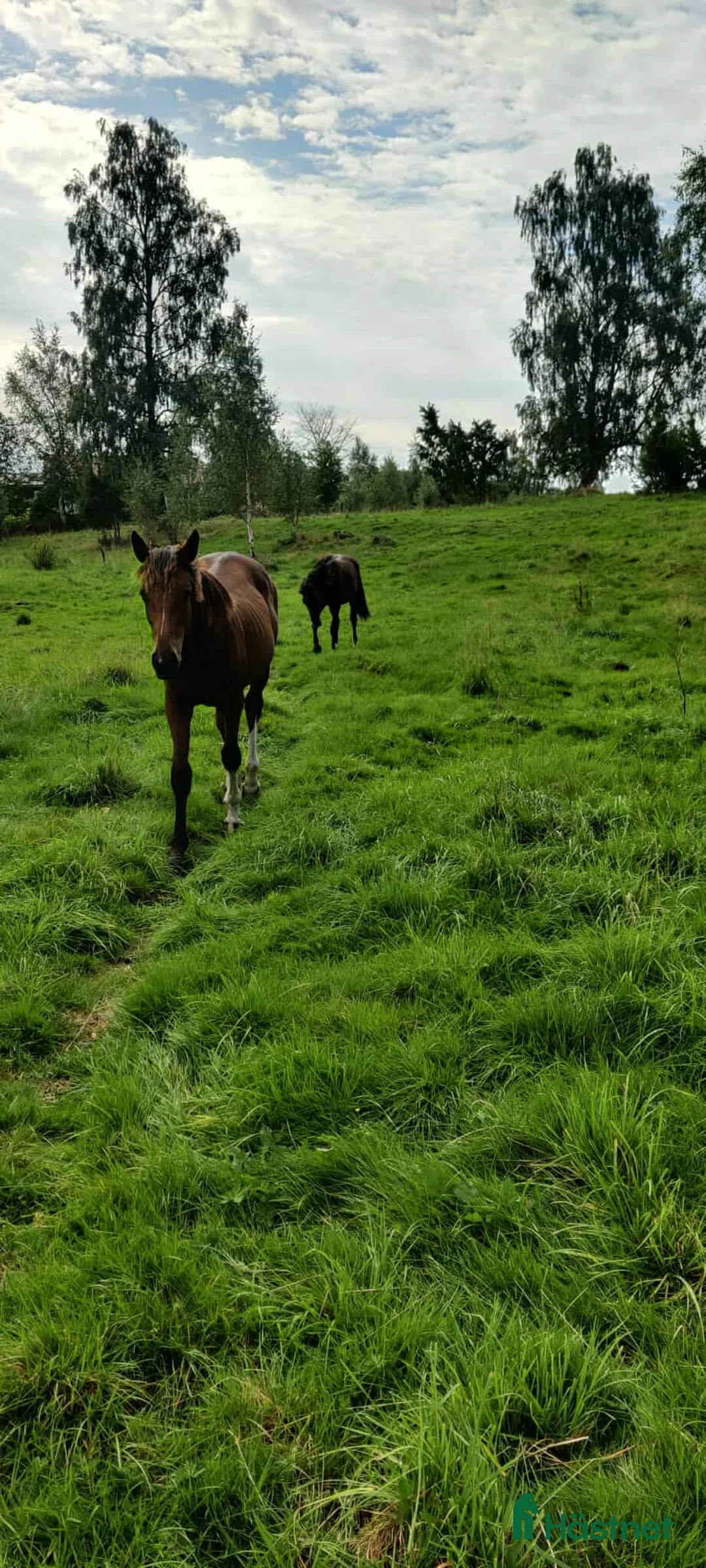  stallplats finnes: Sommarbete/Tillfällig uppstallning sommaren 2026 - Annons 3