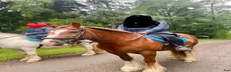 Working Equitation hästar till salu: Trygg cob kille - Annons 6