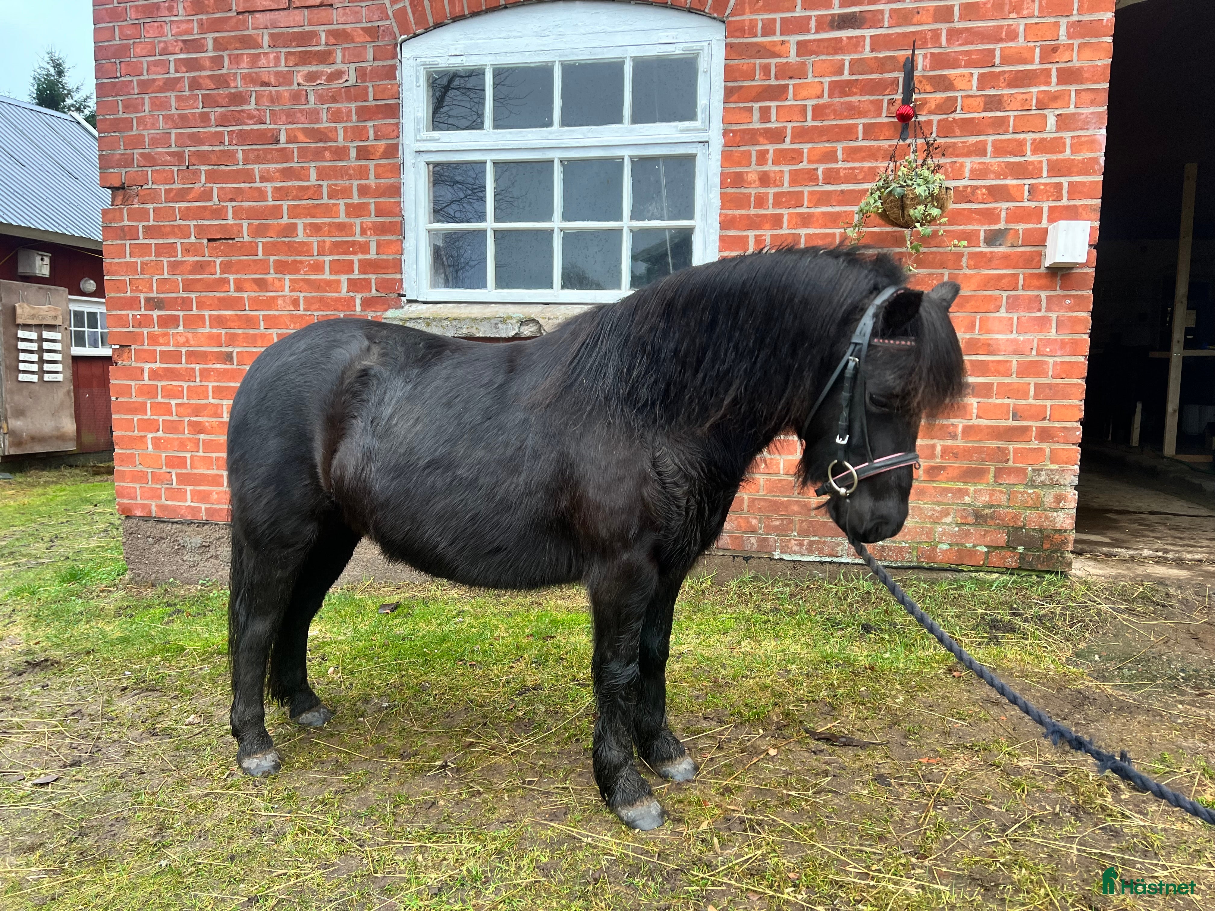  hästar Trevlig B-ponny i Vara - Annons 4