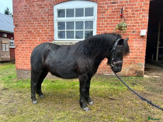 hästar Trevlig B-ponny i Vara - Annons 4