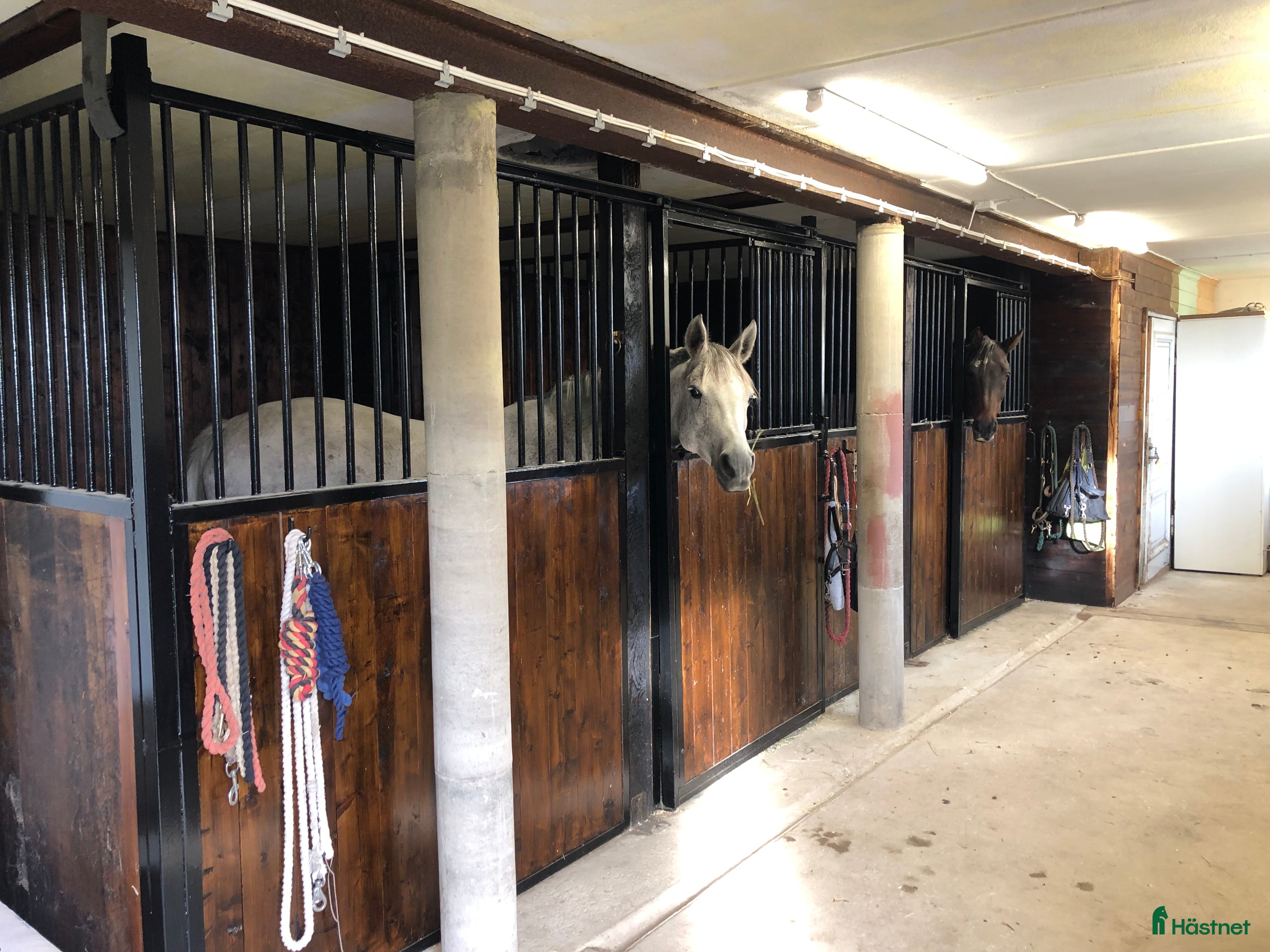  stallplats finnes: Plats i lösdrift i Vittinge - Annons 1