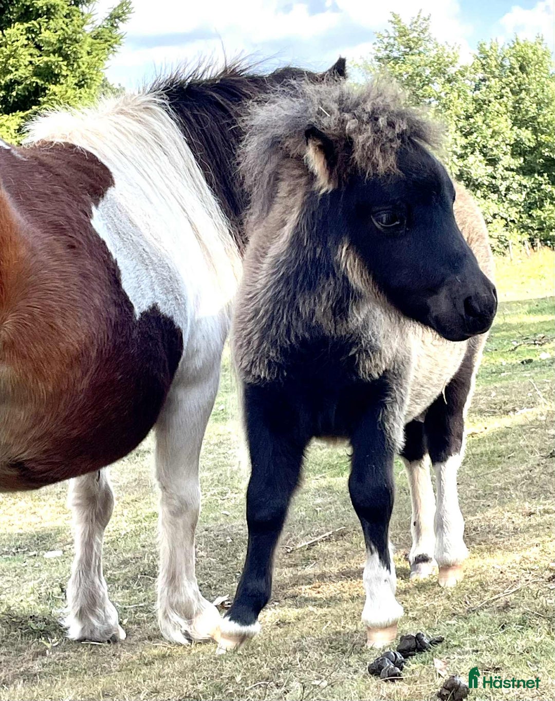 Allround hästar till salu: Bedårande minishetland i Hörby - Annons 4