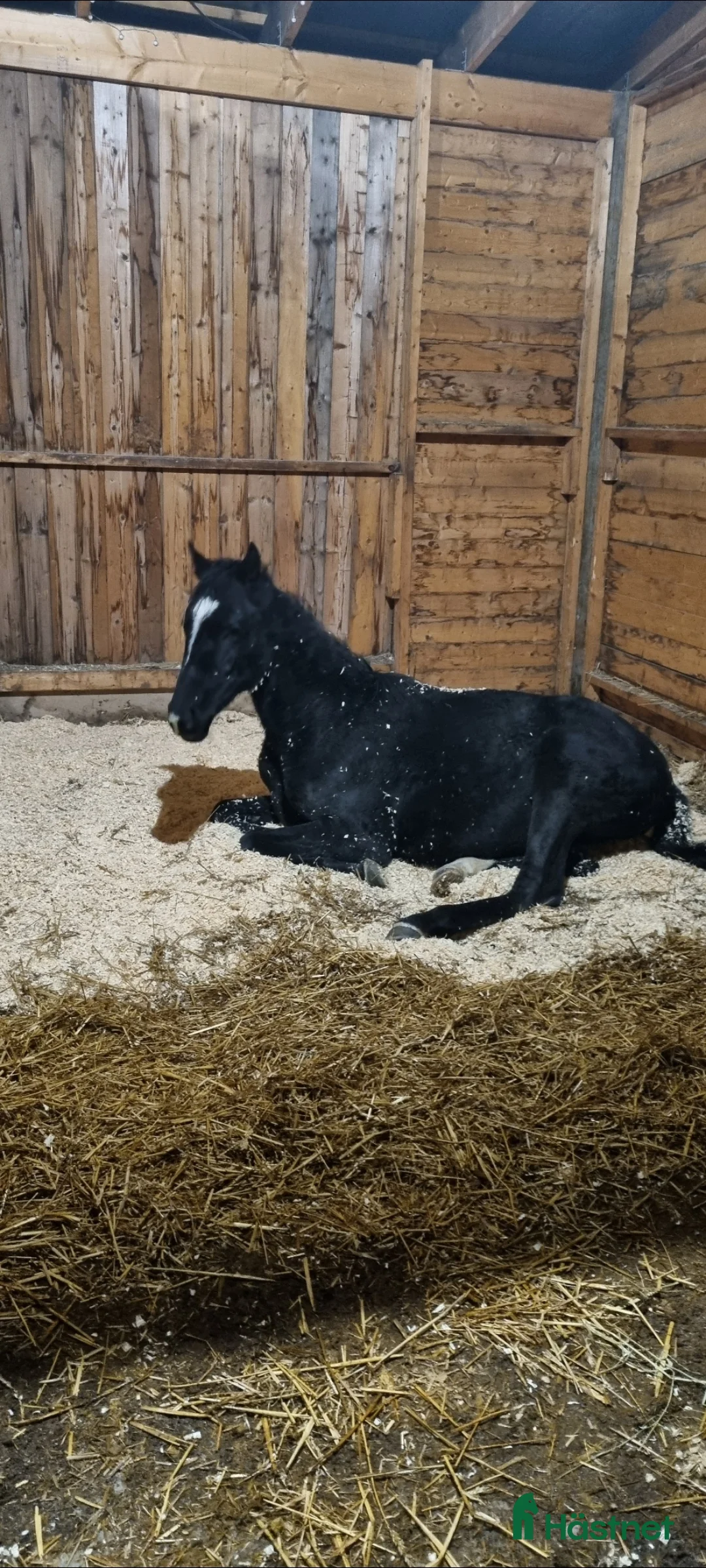 Dressyr hästar till salu: 2 åring - Annons 2