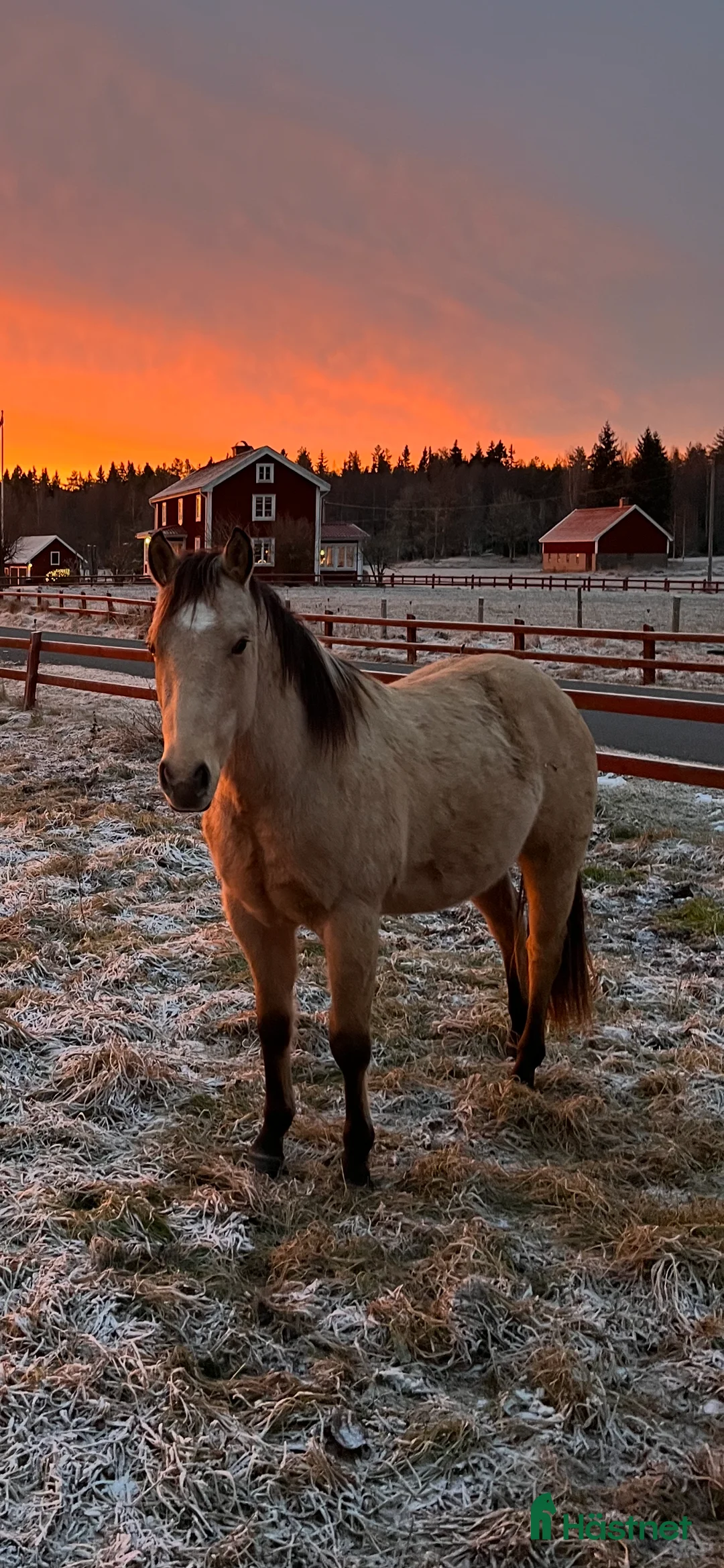Western hästar till salu: Försiktig kille vill flytta hemifrån  - Annons 4