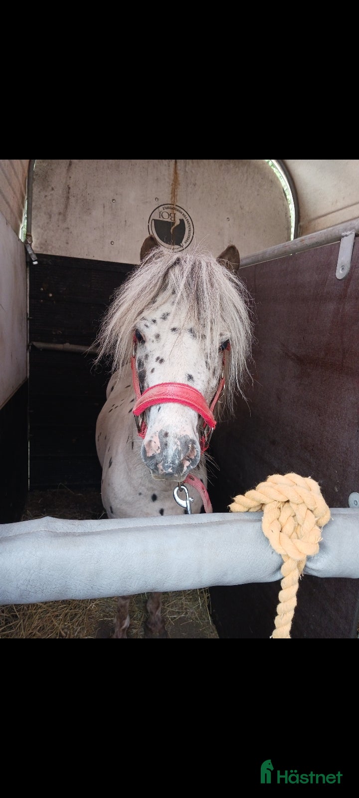  hästar Söt Hingst i Össjö - Annons 1