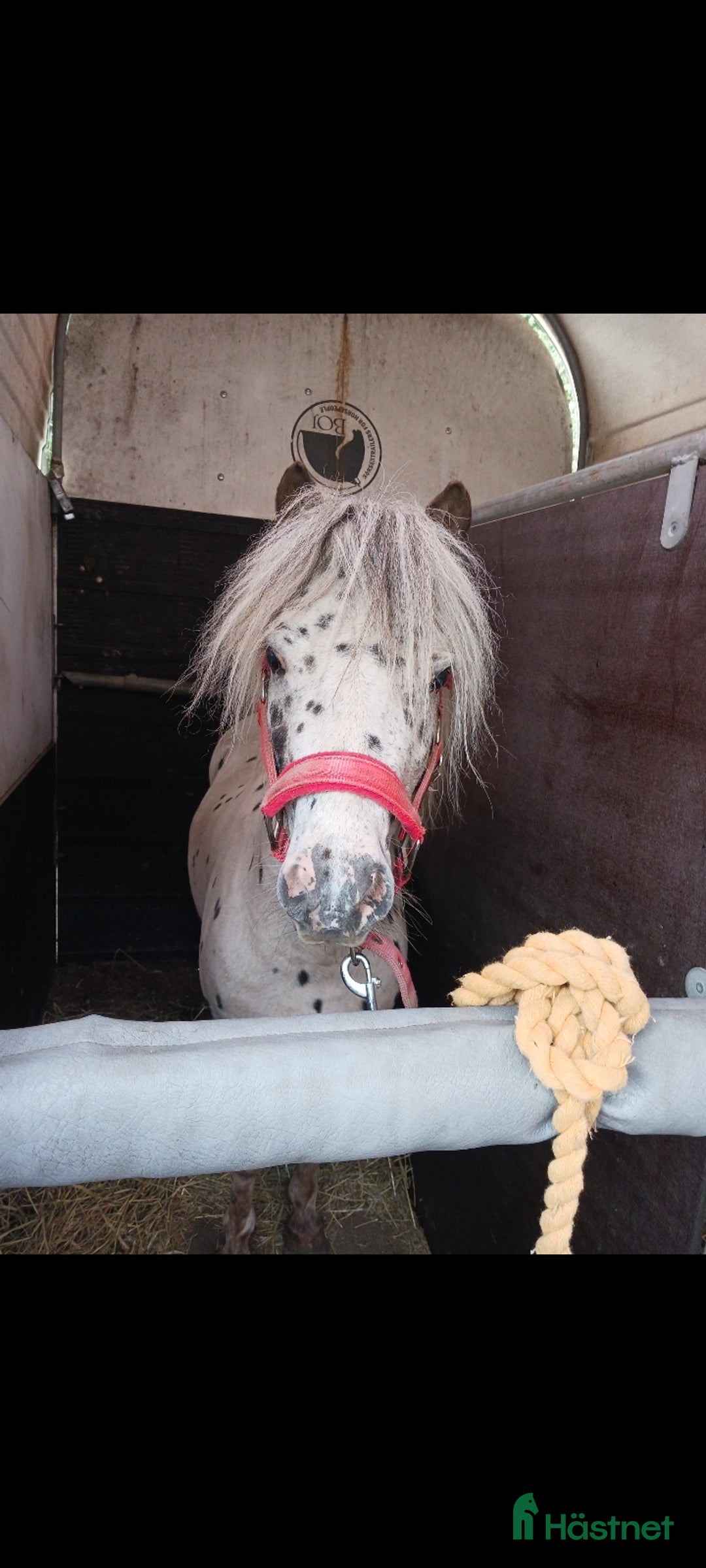 Avelshästar hästar till salu: Söt Hingst i Össjö - Annons 1