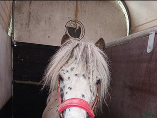 hästar Söt Hingst i Össjö - Annons 1
