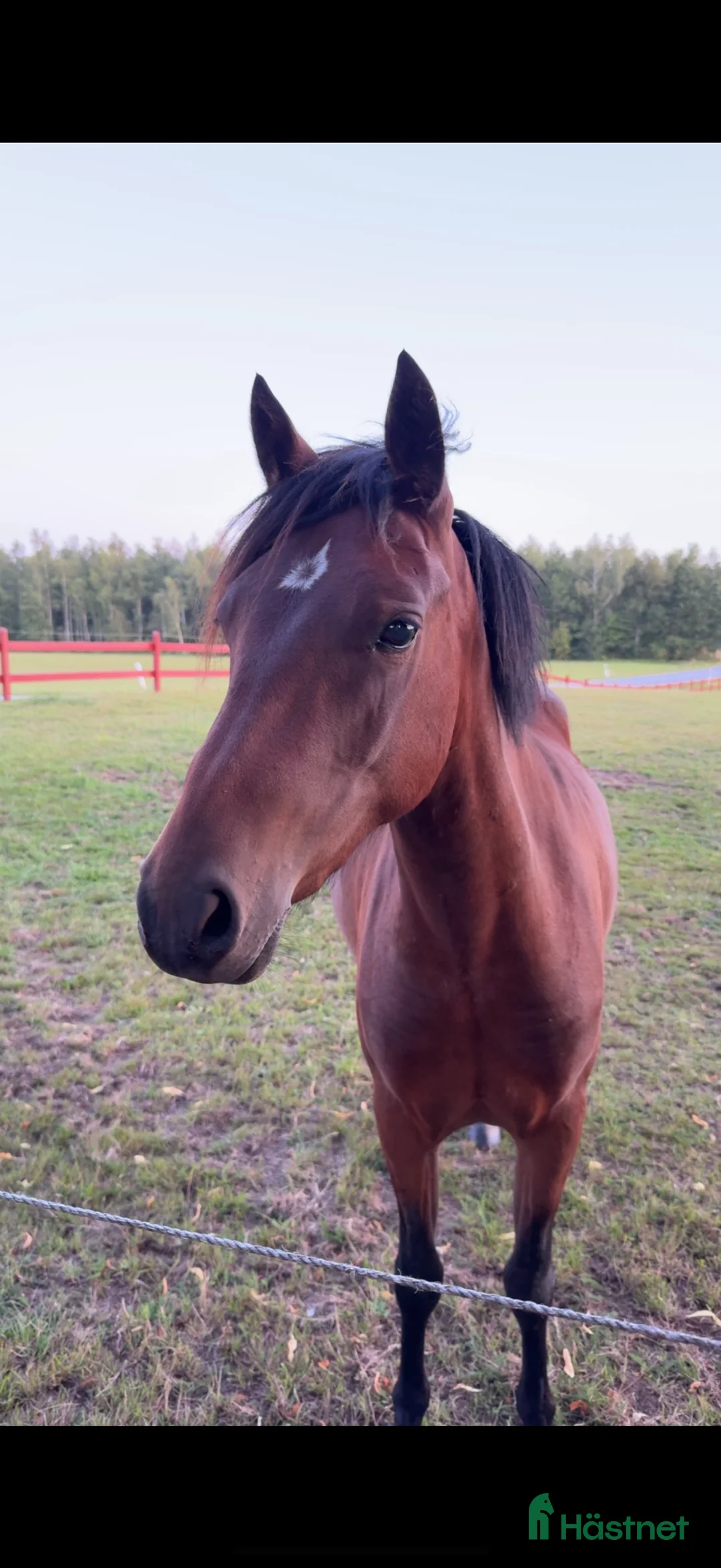 Hoppning hästar till salu: Ungponny e. Hembys Florian - Annons 1