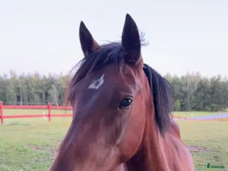 hästar Ungponny e. Hembys Florian - Annons 12