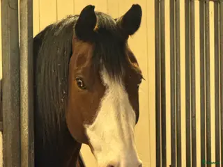 stallplats Central anläggning med ridhus - Annons 3