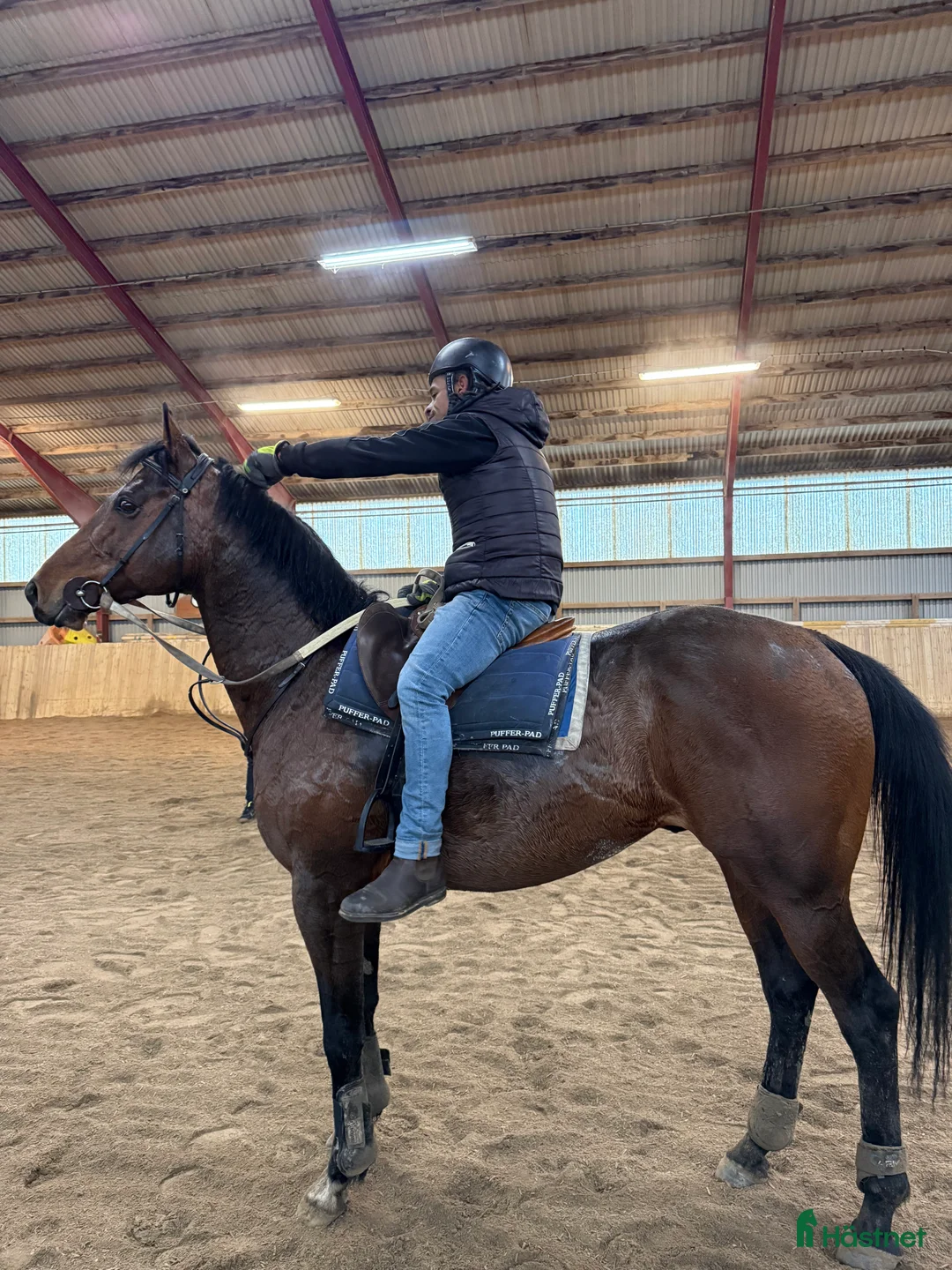 Allround hästar till salu: Fullblodshingst- framtida partner❤️ - Annons 3