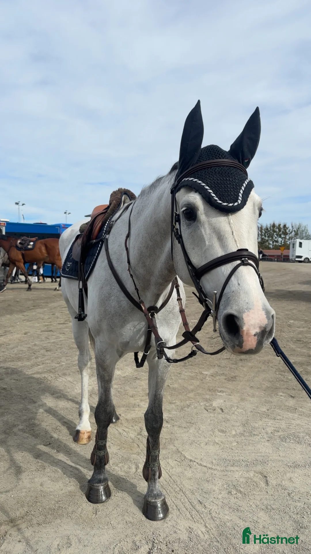 Hoppning hästar till salu: Fin unghäst! - Annons 1