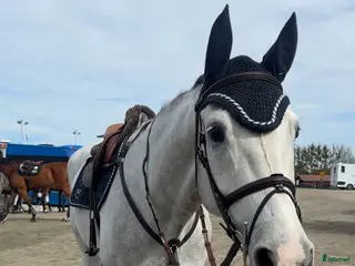 Hoppning hästar till salu: Fin unghäst! - Annons 1