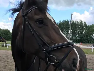 hästar Hopphäst - Annons 2