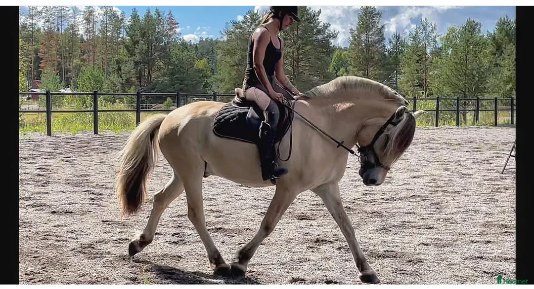  medryttarhäst finnes: Dressyr intresserad ryttare sökes till Fjording i Västerhaninge - Annons 7