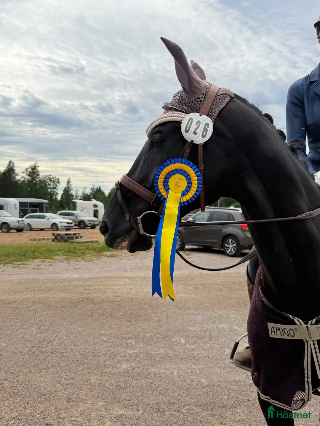 Allround hästar till salu: Allroundhäst med härlig inställning  - Annons 1