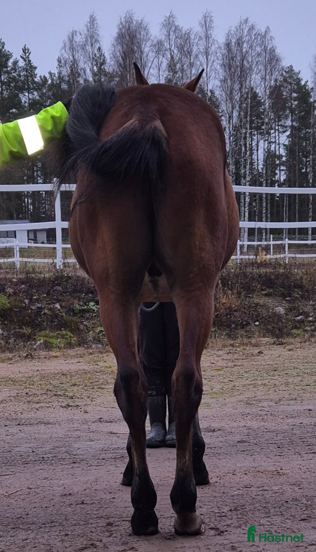 Trav hästar till salu: 1 årig varmblodshingst i Njurunda - Annons 5