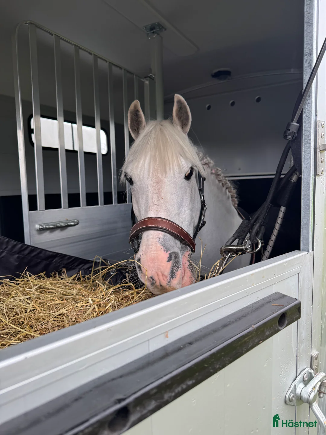Allround hästar till salu: Fin welsh söker ny liten ryttare  - Annons 3