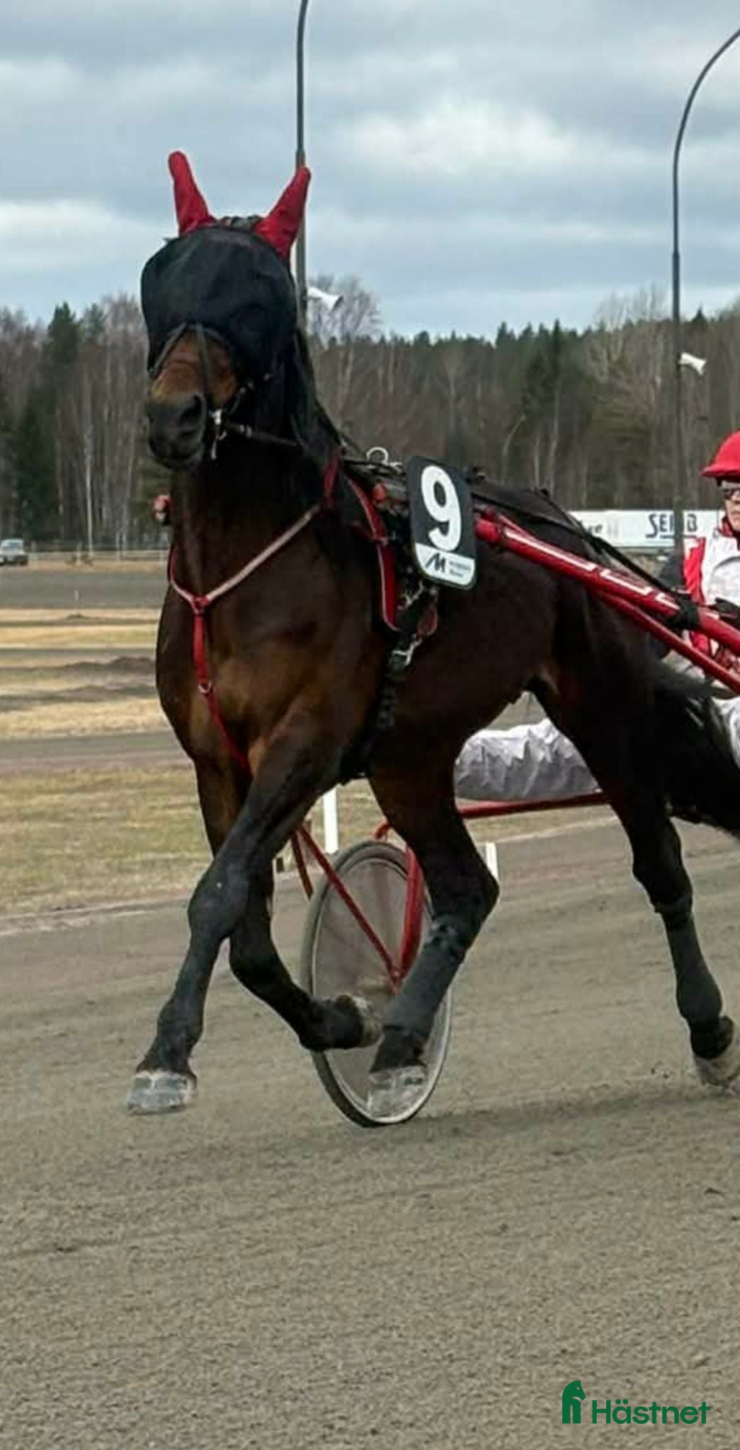  hästar Kapabel valak till leasing  - Annons 2