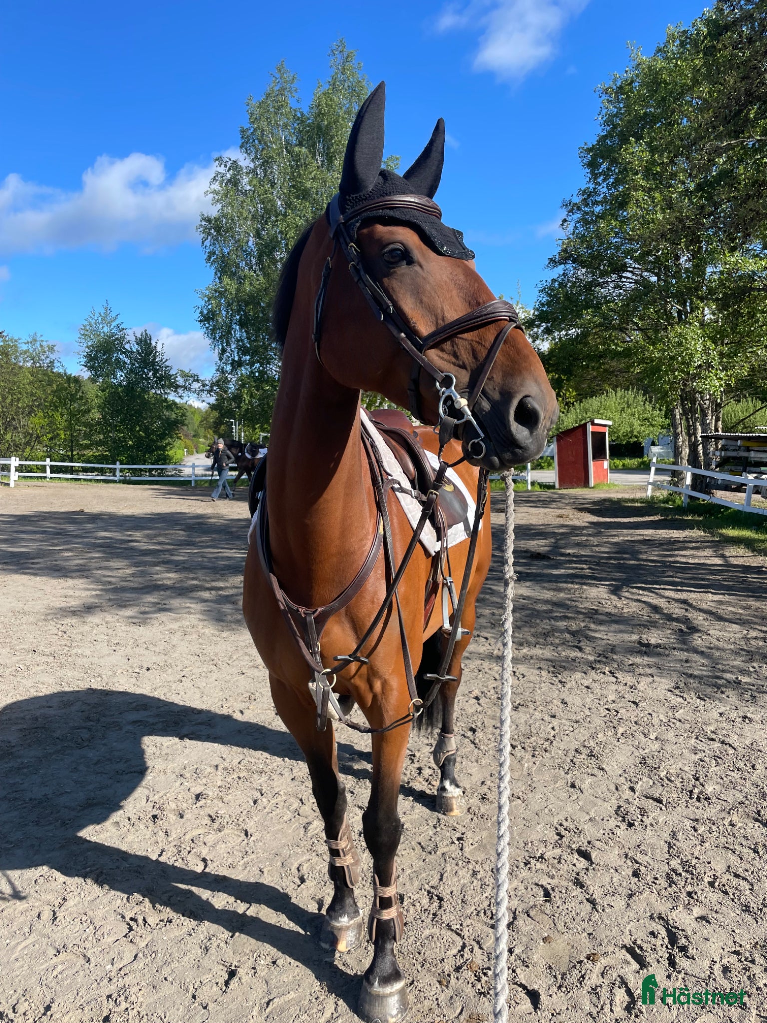  hästar Flashigt hoppsto!   - Annons 1