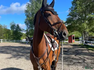 Hoppning hästar till salu: Flashigt hoppsto! - Annons 1