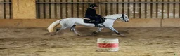 Hoppning hästar till salu: Jumping pony - Annons 7