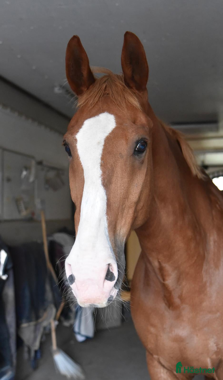  hästar Härlig gentleman  - Annons 17