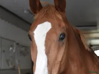 hästar Härlig gentleman - Annons 11