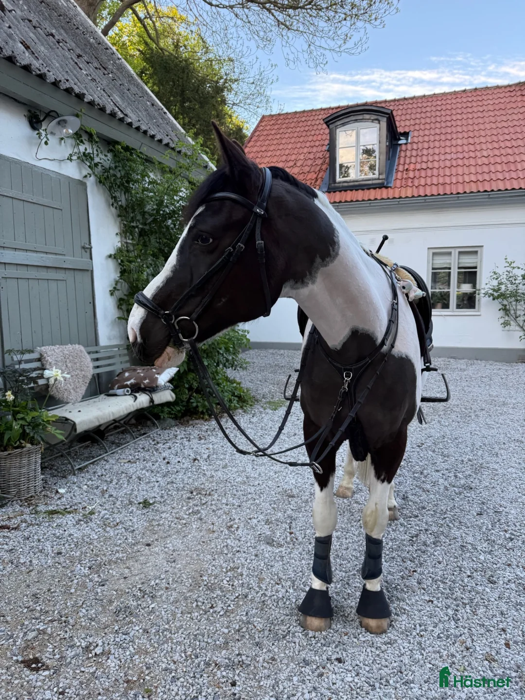 Allround hästar till salu: Charmig Valack  - Annons 2