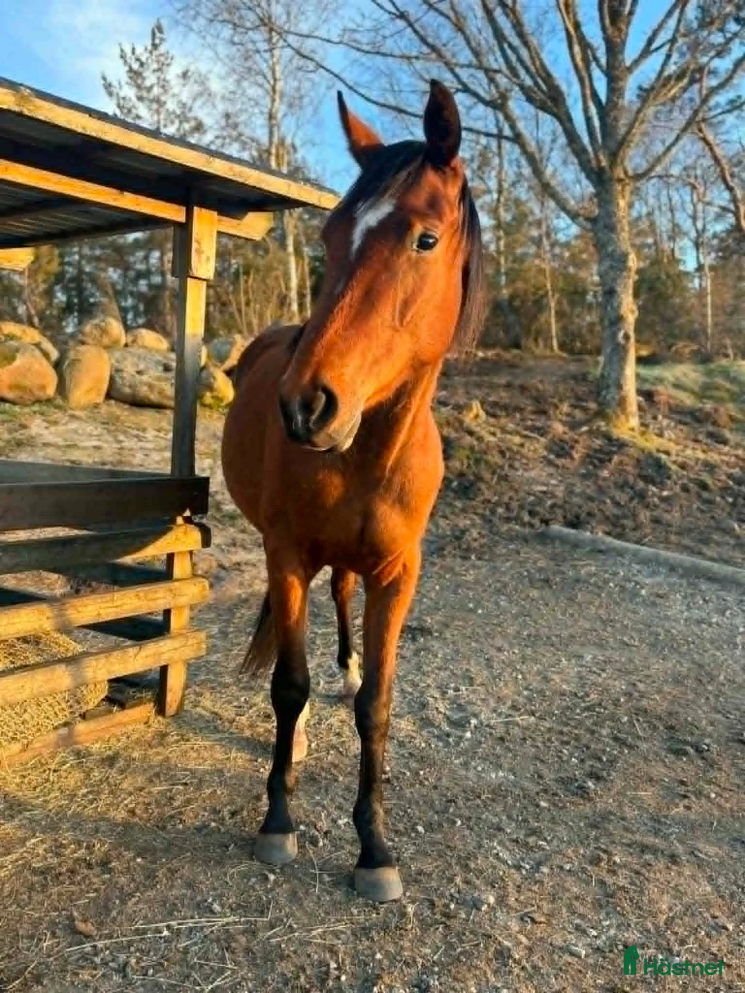 Allround hästar till salu: Älskade Nikki - Annons 1