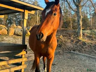 Allround hästar till salu: Älskade Nikki - Annons 1