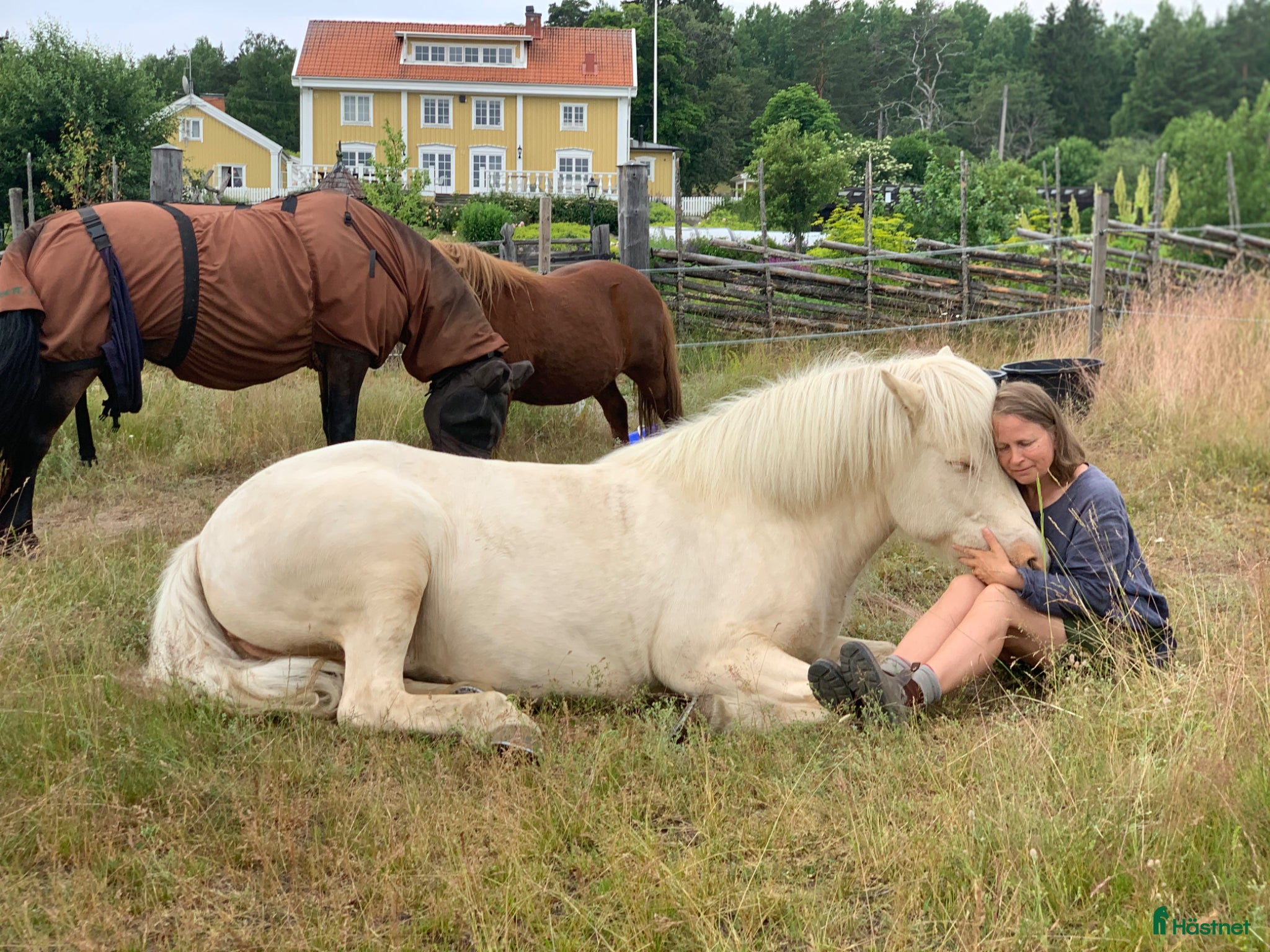  medryttarhäst finnes: Islandssto söker medryttare i Vallentuna - Annons 6