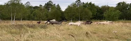 Allround hästar till salu: Svart Welsh Mountainsto till avel  - Annons 9