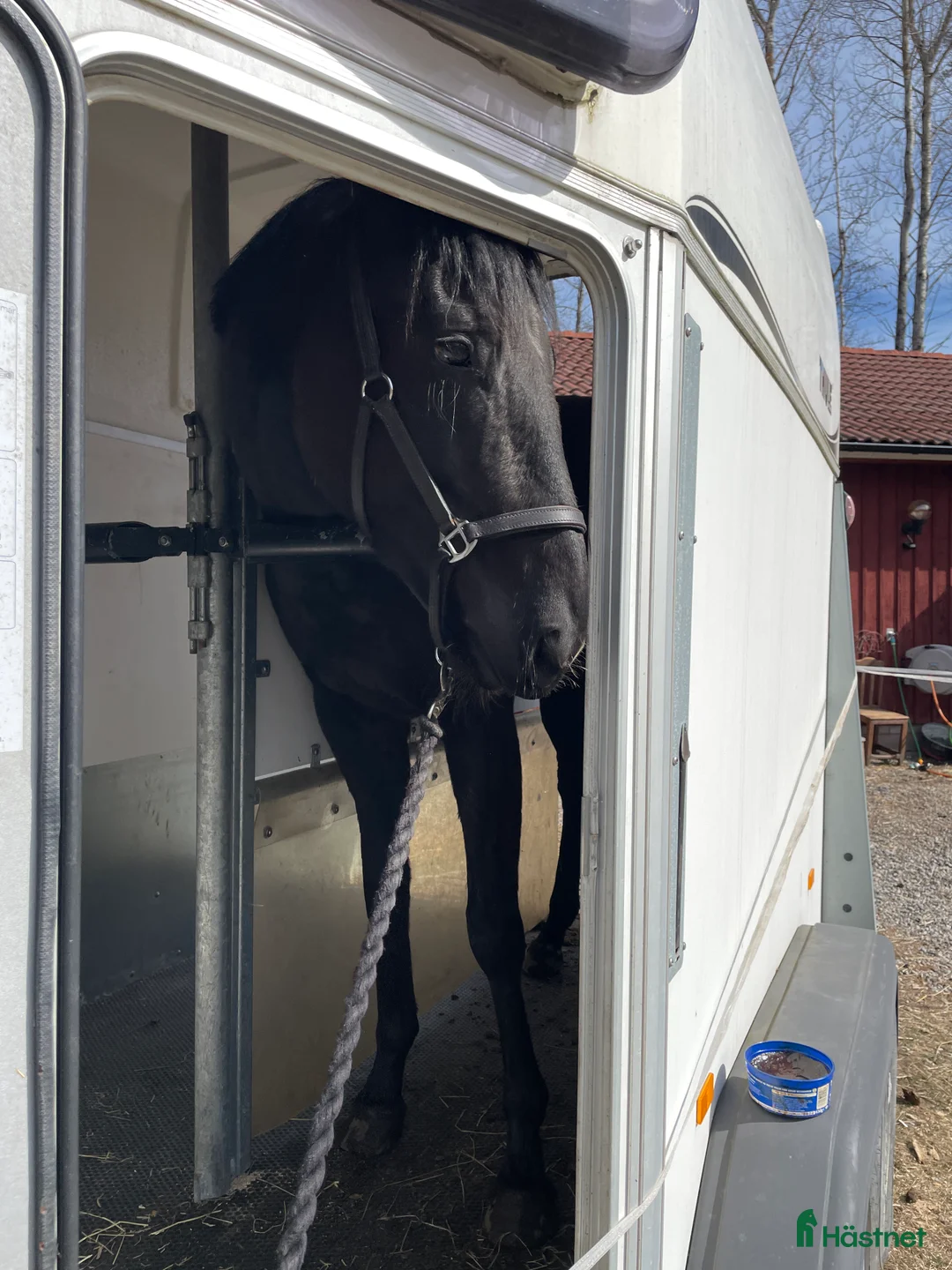 Allround hästar till salu: Vackert sto *TINGAD* - Annons 7