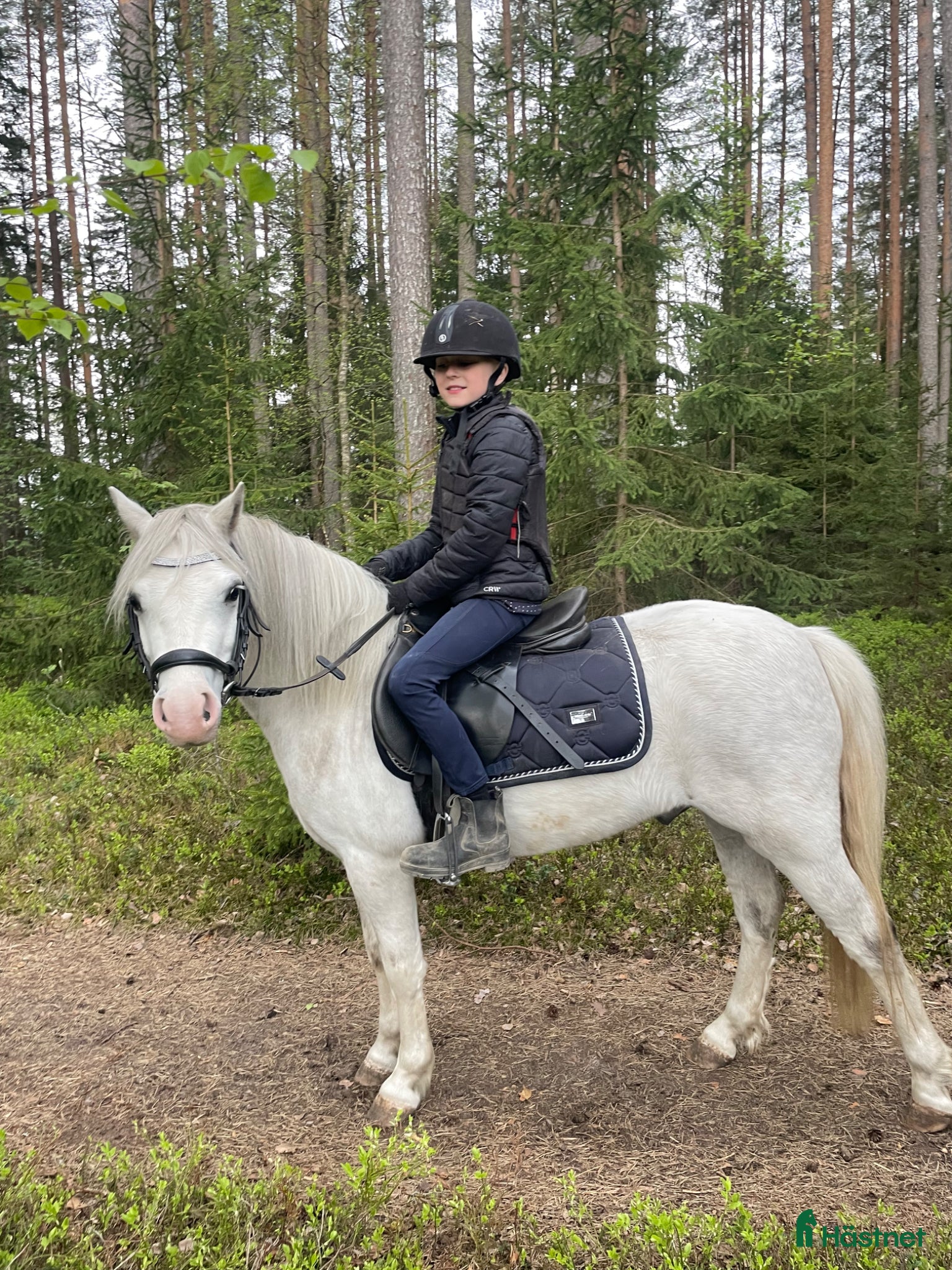  hästar Gångartschampion  - Annons 13