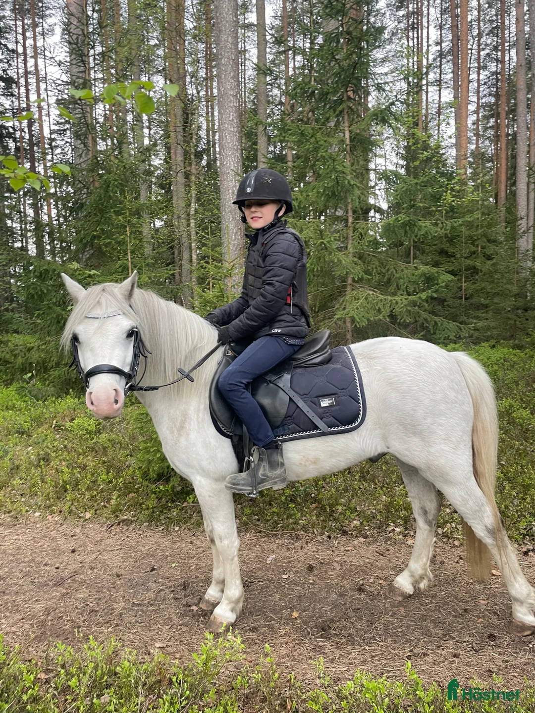 Allround hästar till salu: Gångartschampion  - Annons 1