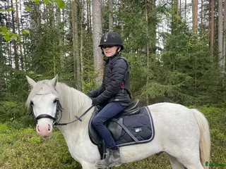 hästar Gångartschampion - Annons 13